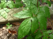 P1020130.webp