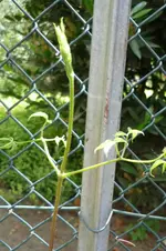 P1020133.webp