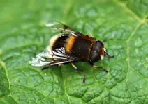 P5228882 Schwebfliege.webp