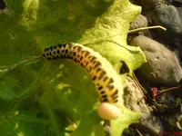 DSC00875.webp