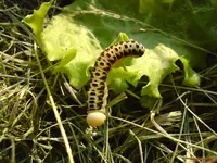 DSC00879.webp