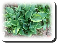 hosta.webp