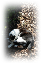 Alter, alter müder Kater.webp