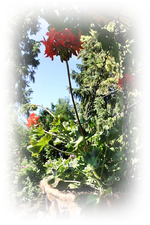 Aussergew. Geranie.webp