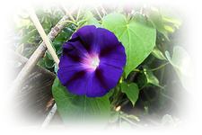 Winde.webp