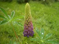 P2280550.webp
