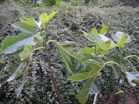 xPICT0098.webp