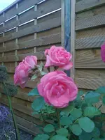 Foto0221.webp