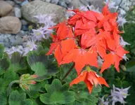 Neue Geranie.webp