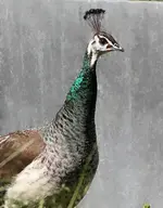 IMG_4732.webp IMG_4732.webp