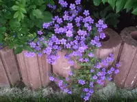 Glockenblümchen.05.06.2011.webp