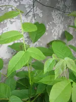DSCN0053.webp