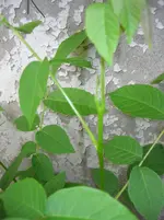 DSCN0056.webp