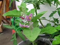BILD0041.webp