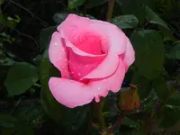DSCN0286.webp