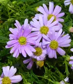 DSCN0290.webp
