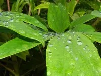 DSCN0292.webp