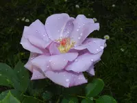 DSCN9982.webp