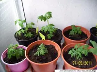 PVpQWYXC0jmg130651786796S.webp
