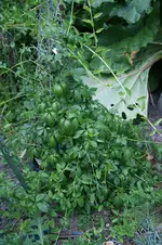 DSC05250.webp