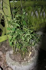 DSC05259.webp