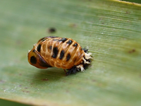 P7267302 Puppe.webp