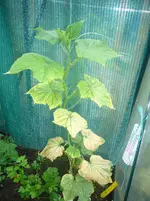 P1110232.webp