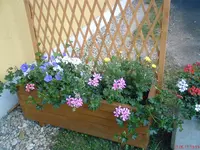 DSC00906.webp