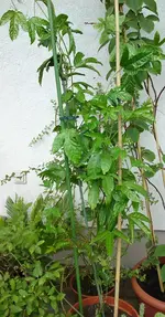 DSC02646.webp