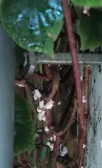Nest.webp
