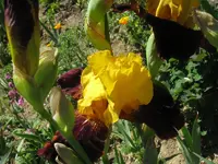 IMG_taco duprised2_800x600.webp