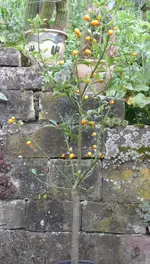 Kumquat.webp