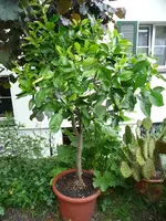 Pomelo11.webp