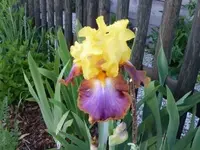 Intrepide (2) komp.webp