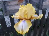 Tripple Wham (1) komp.webp