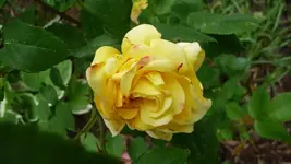 K800_28.5.2011 031.webp