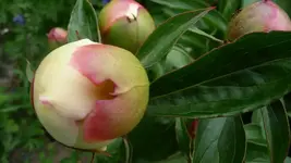 K800_28.5.2011 039.webp