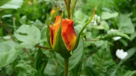 K800_Westerland.webp