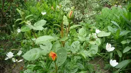 K800_28.5.2011 038.webp