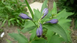 K800_Rittersporn.webp