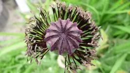 K800_28.5.2011 041.webp