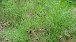 K800_Dill.webp