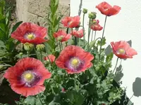 Mohnhellgrün.webp