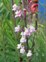 IMG_lein_600x800.webp