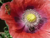 Mohnblüte.webp