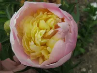 IMG_pfingst gelb_1067x800.webp