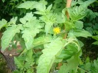 P1110225.webp