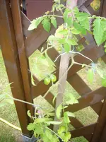 P1110227.webp