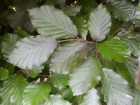 Blutbuche.webp