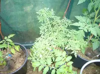P1110224.webp